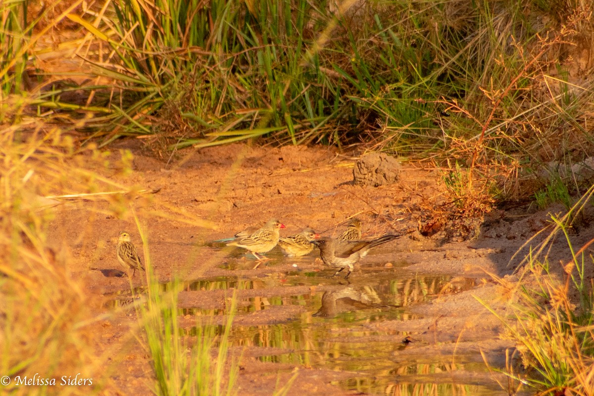 Red-billed Quelea - ML620304202