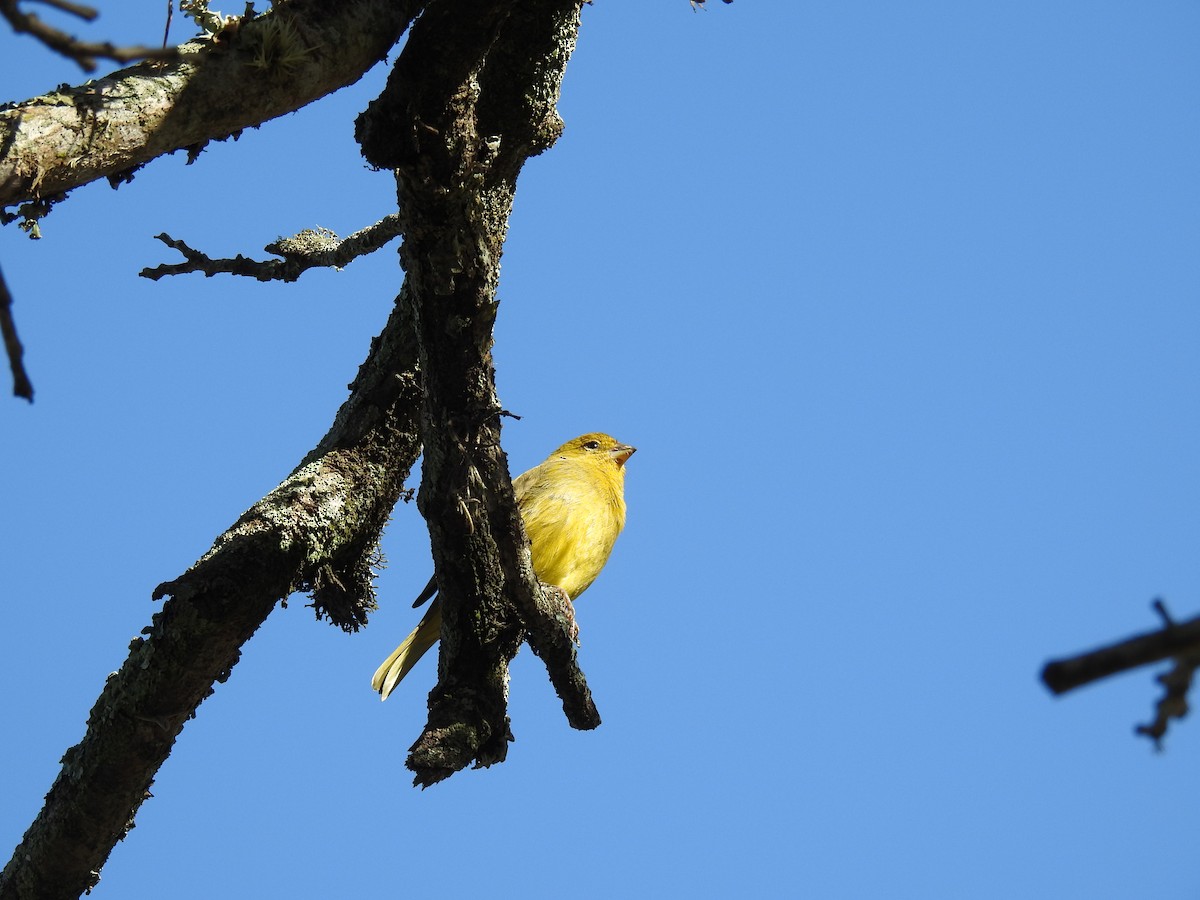 Saffron Finch - ML620304203