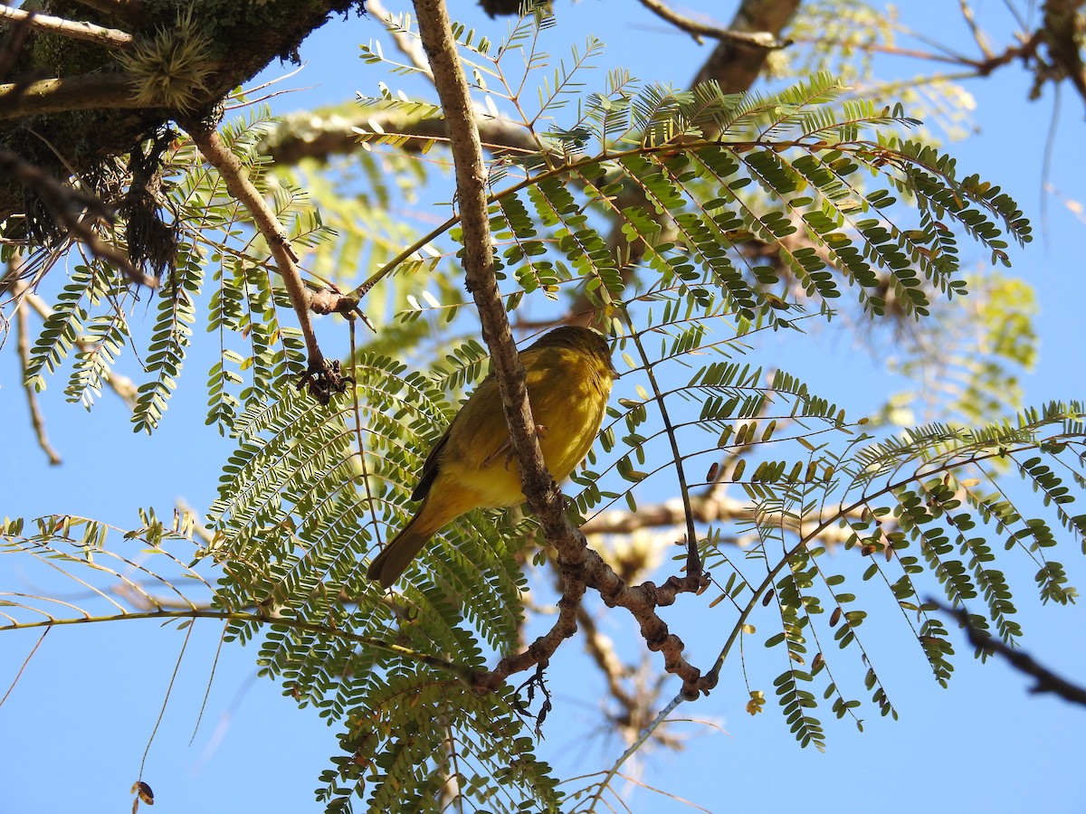 Saffron Finch - ML620304206