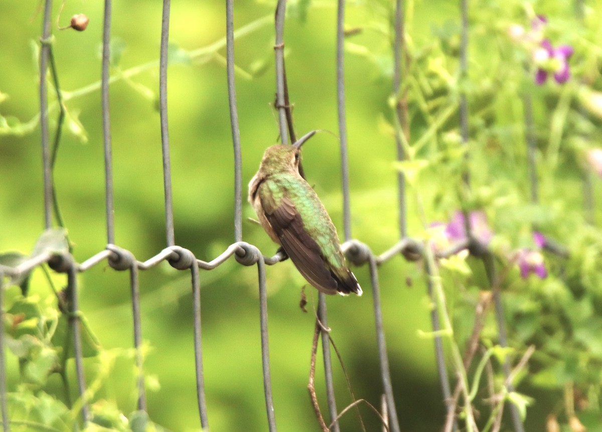 Black-chinned Hummingbird - ML620304207