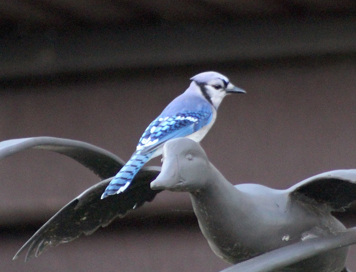 Blue Jay - ML620304209