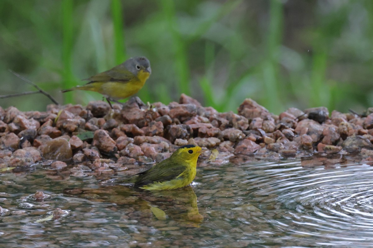 Wilson's Warbler - ML620304210