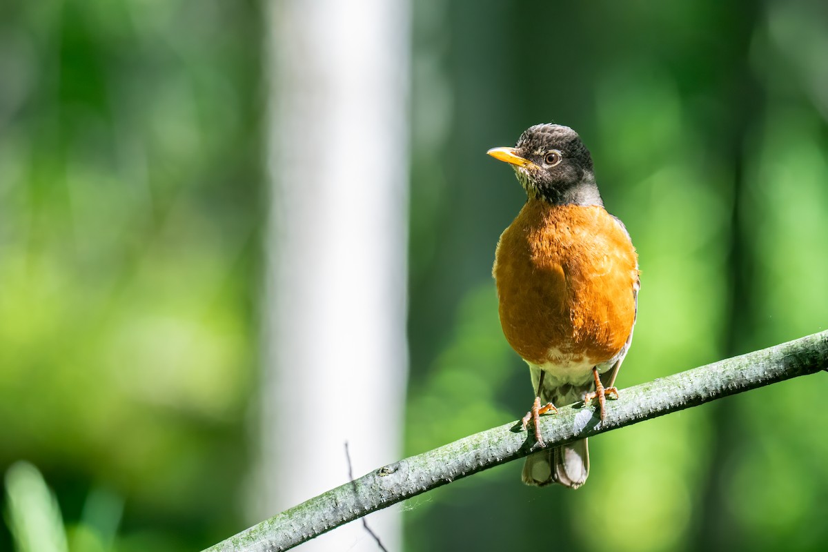 American Robin - ML620304217