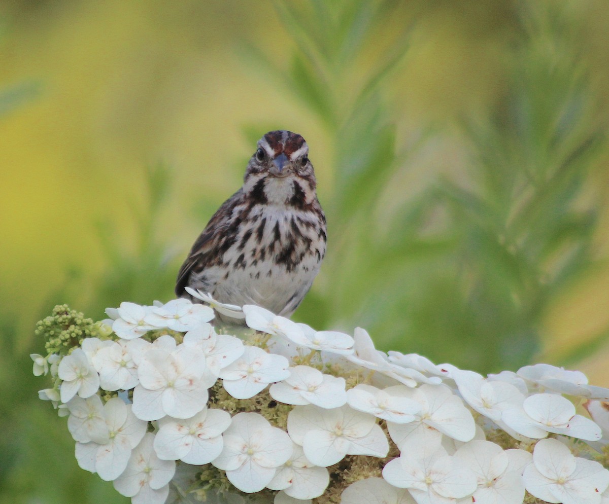 Song Sparrow - ML620304218