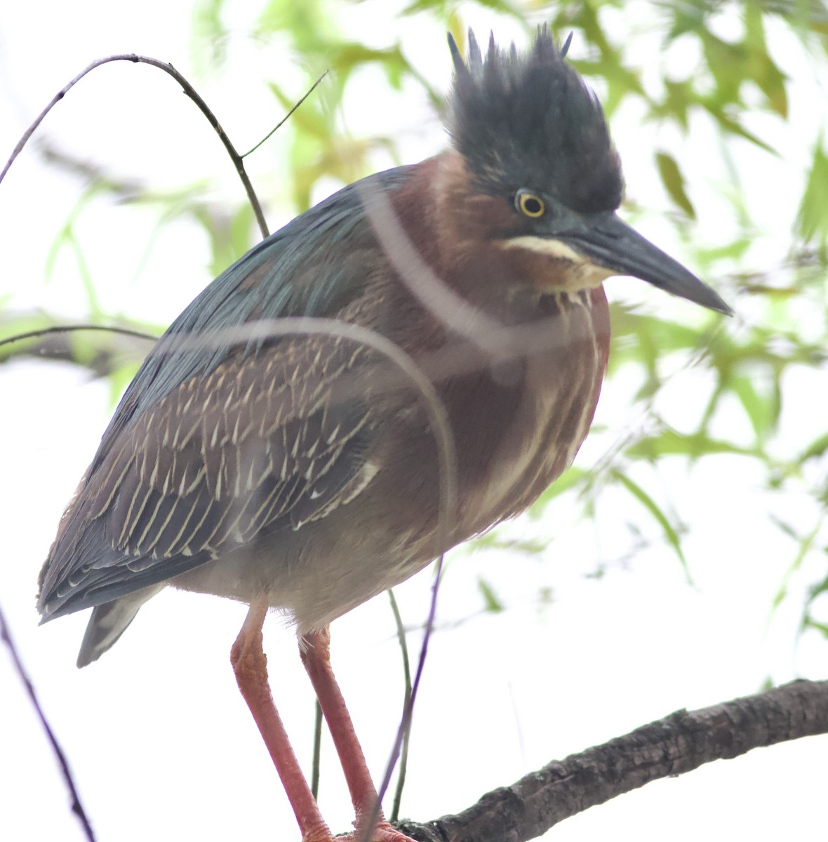 Green Heron - ML620304221