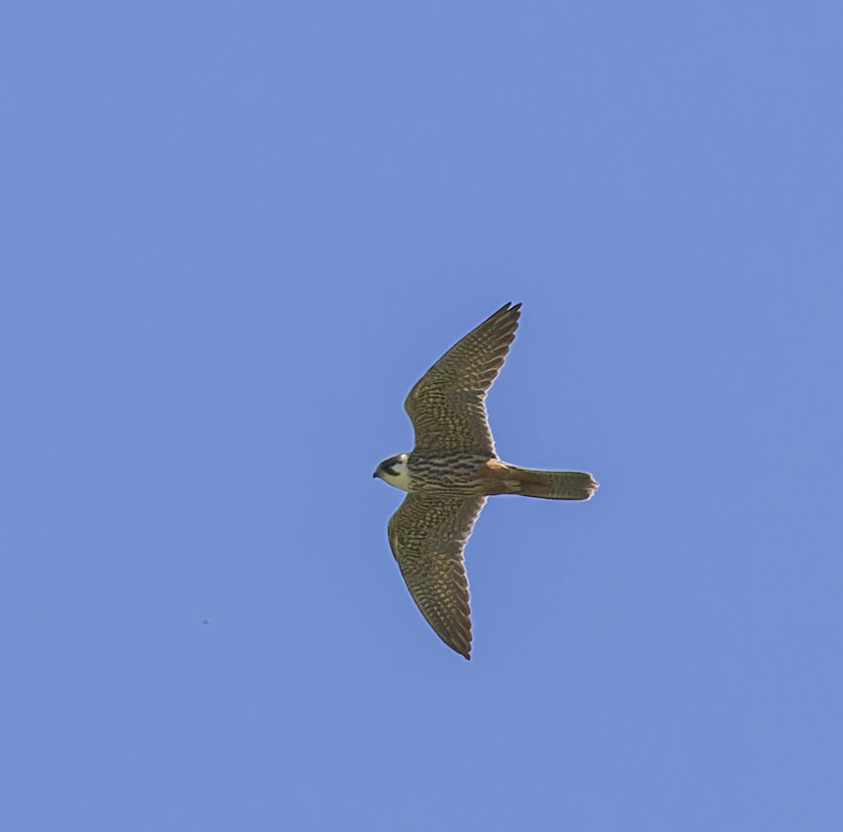 Eurasian Hobby - ML620304222