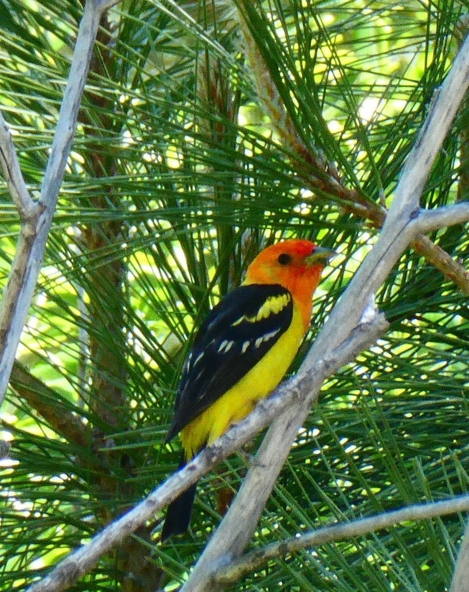 Western Tanager - ML620304225