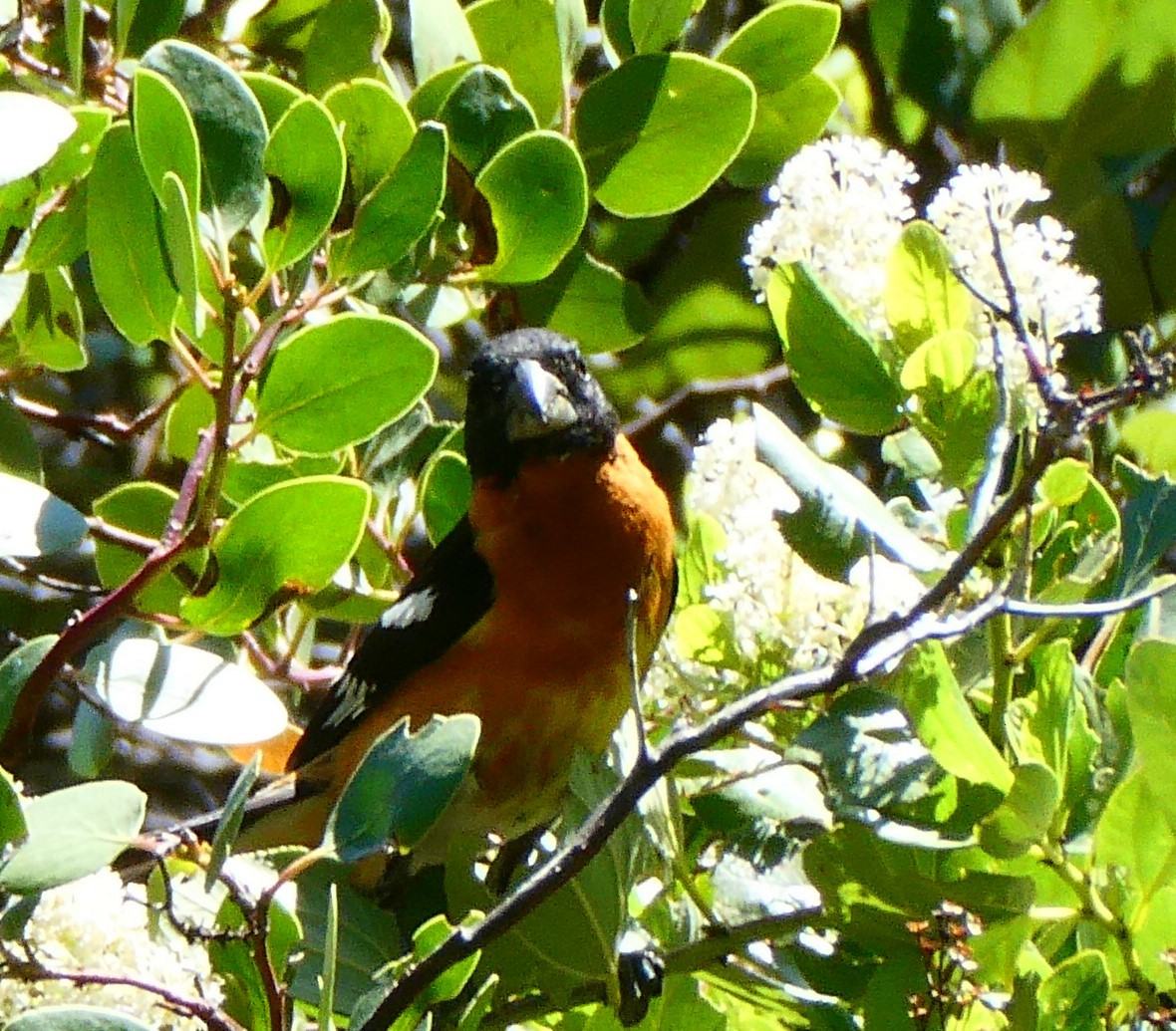 Black-headed Grosbeak - ML620304229