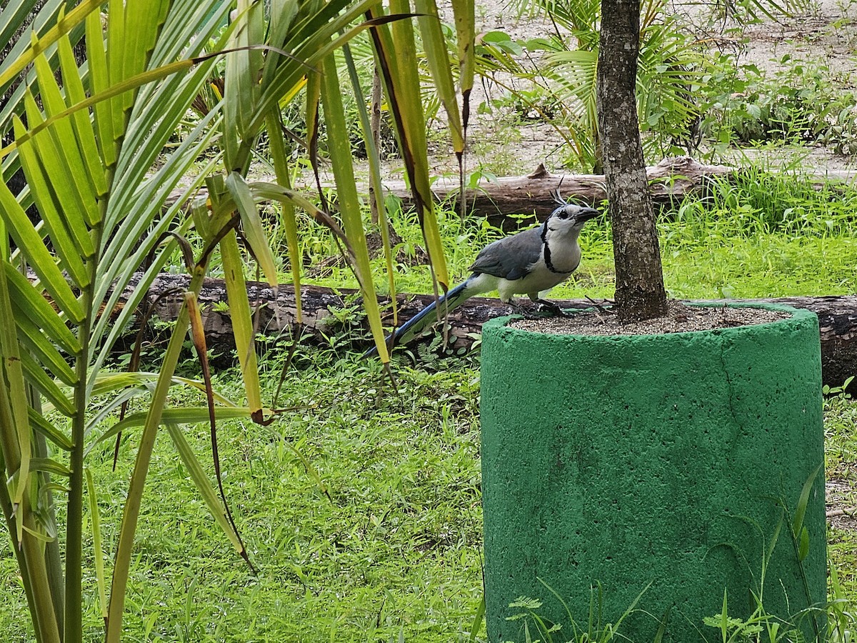 White-throated Magpie-Jay - ML620304233