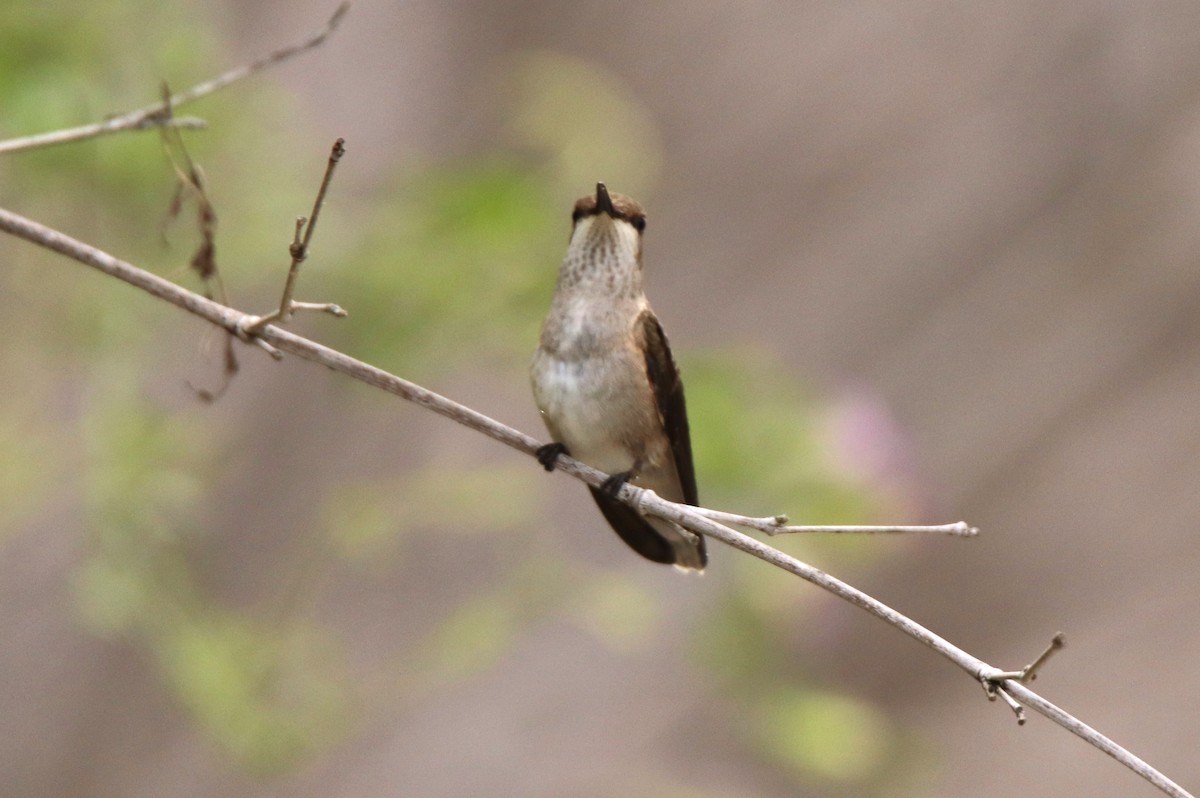 Colibri à gorge noire - ML620304237