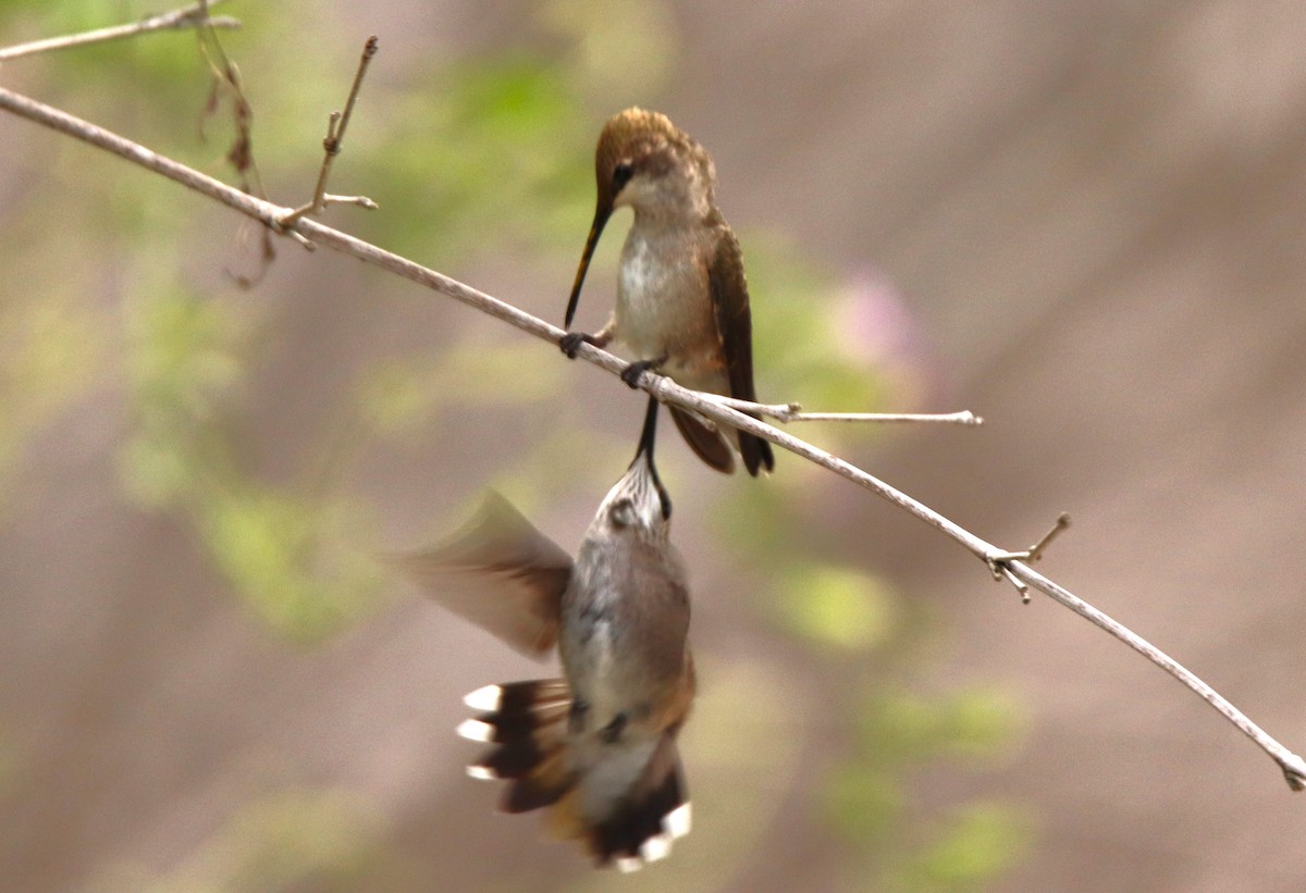 Black-chinned Hummingbird - ML620304240
