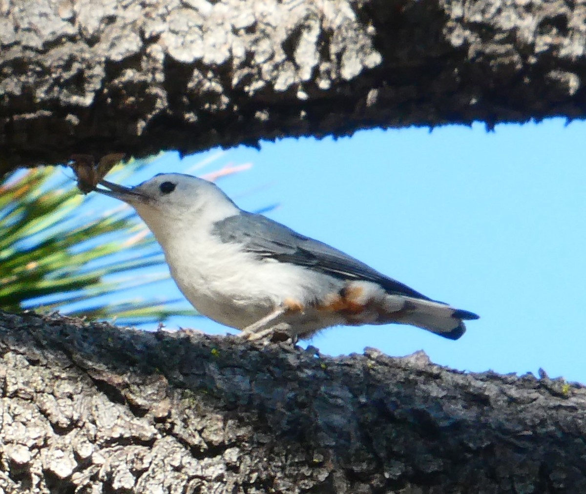 White-breasted Nuthatch - ML620304241