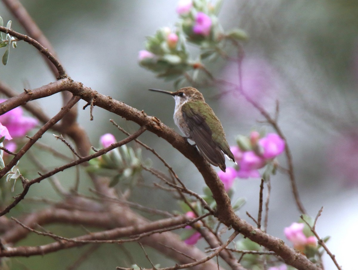 Black-chinned Hummingbird - ML620304243