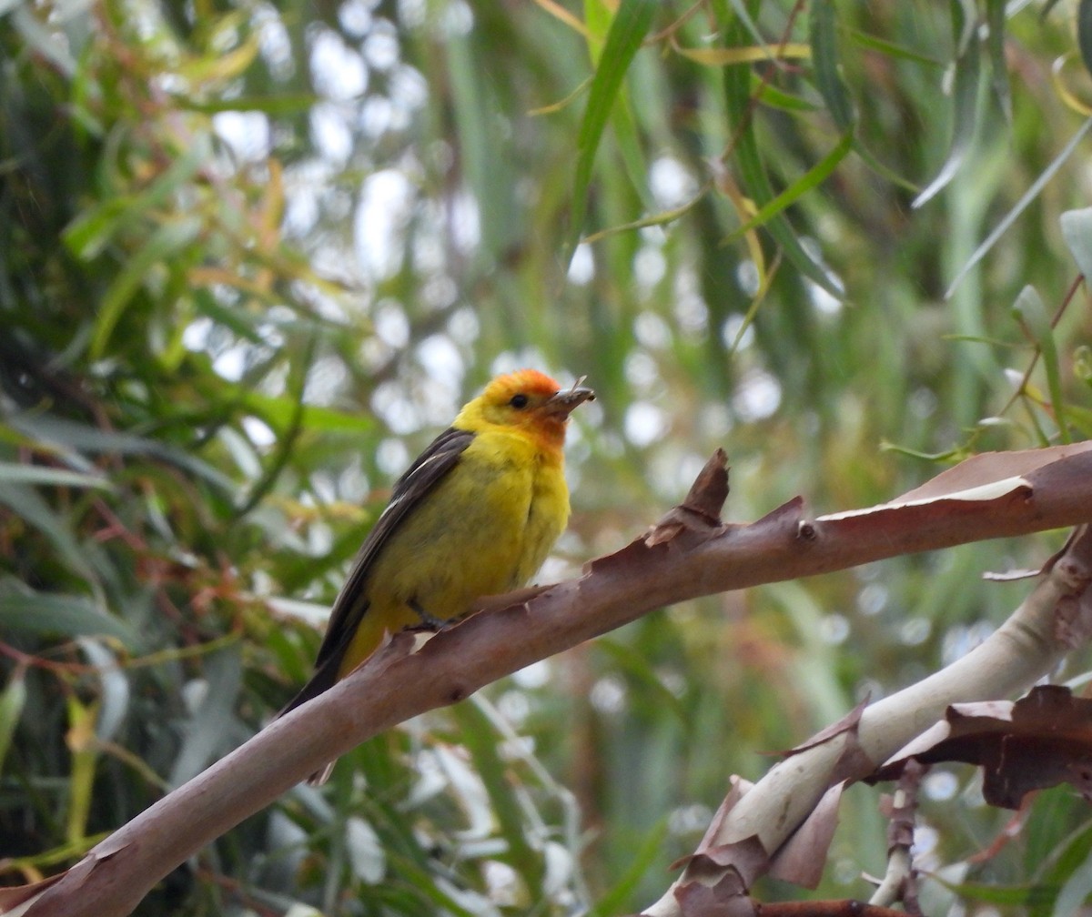 Western Tanager - ML620304244