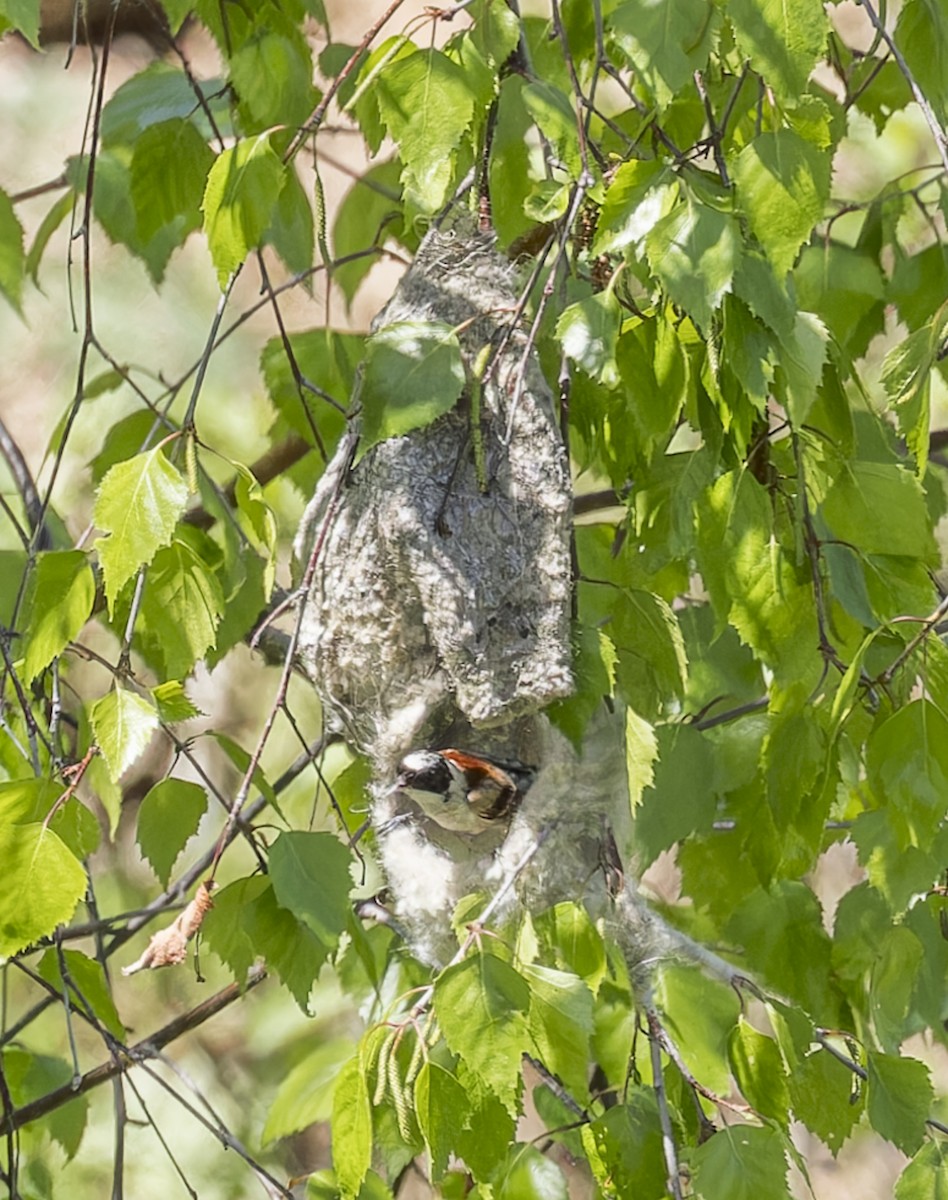 Pájaro Moscón Coronado - ML620304245