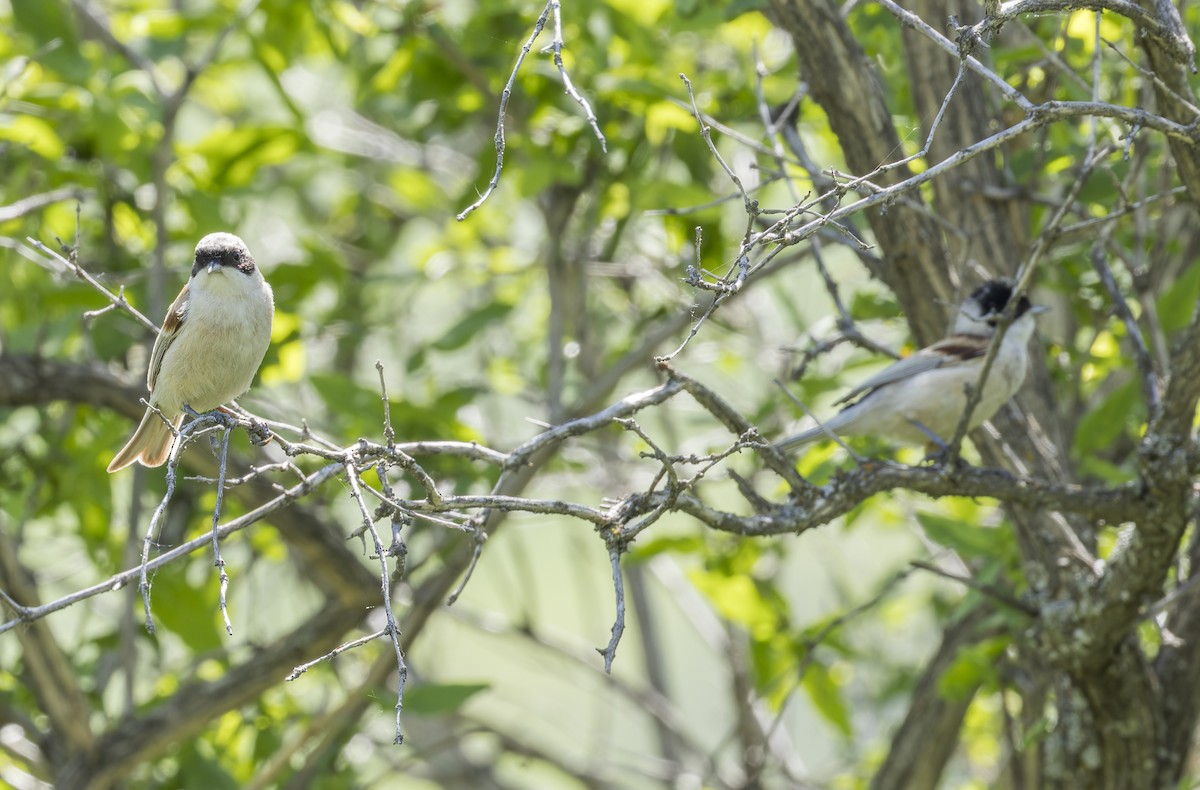 White-crowned Penduline-Tit - ML620304247