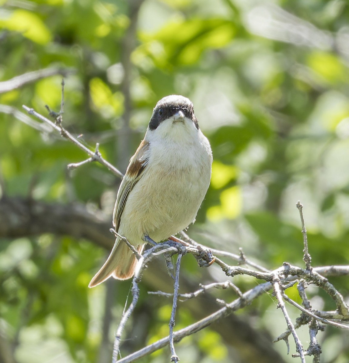 White-crowned Penduline-Tit - ML620304248