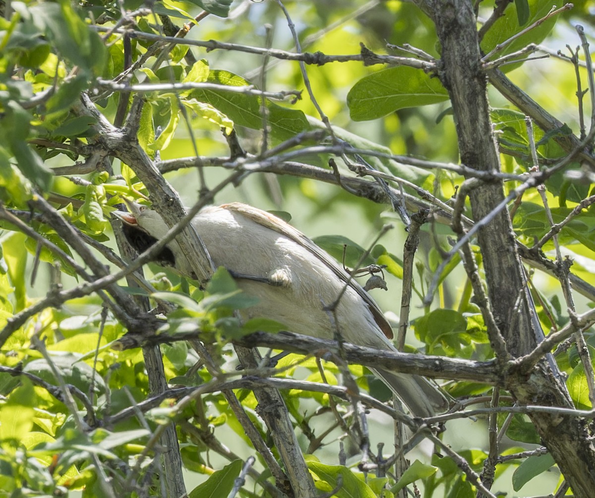 White-crowned Penduline-Tit - ML620304253