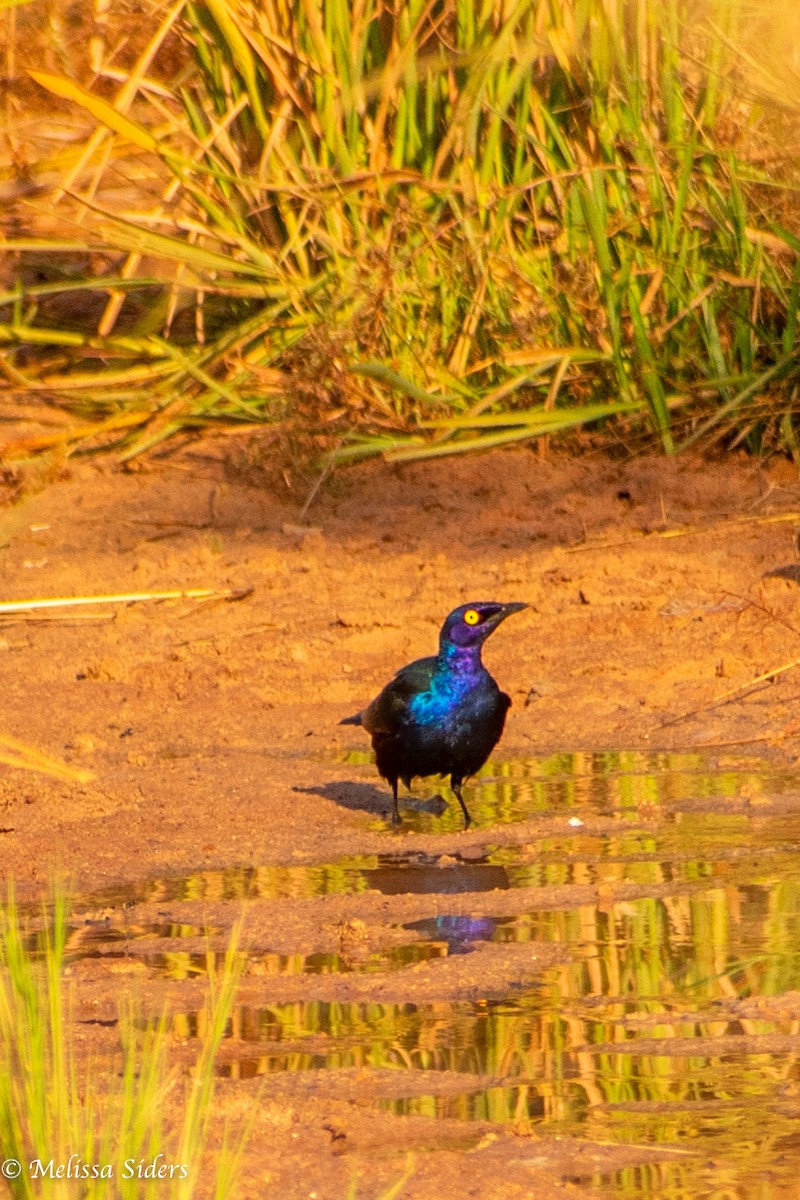 Purple Starling - ML620304255