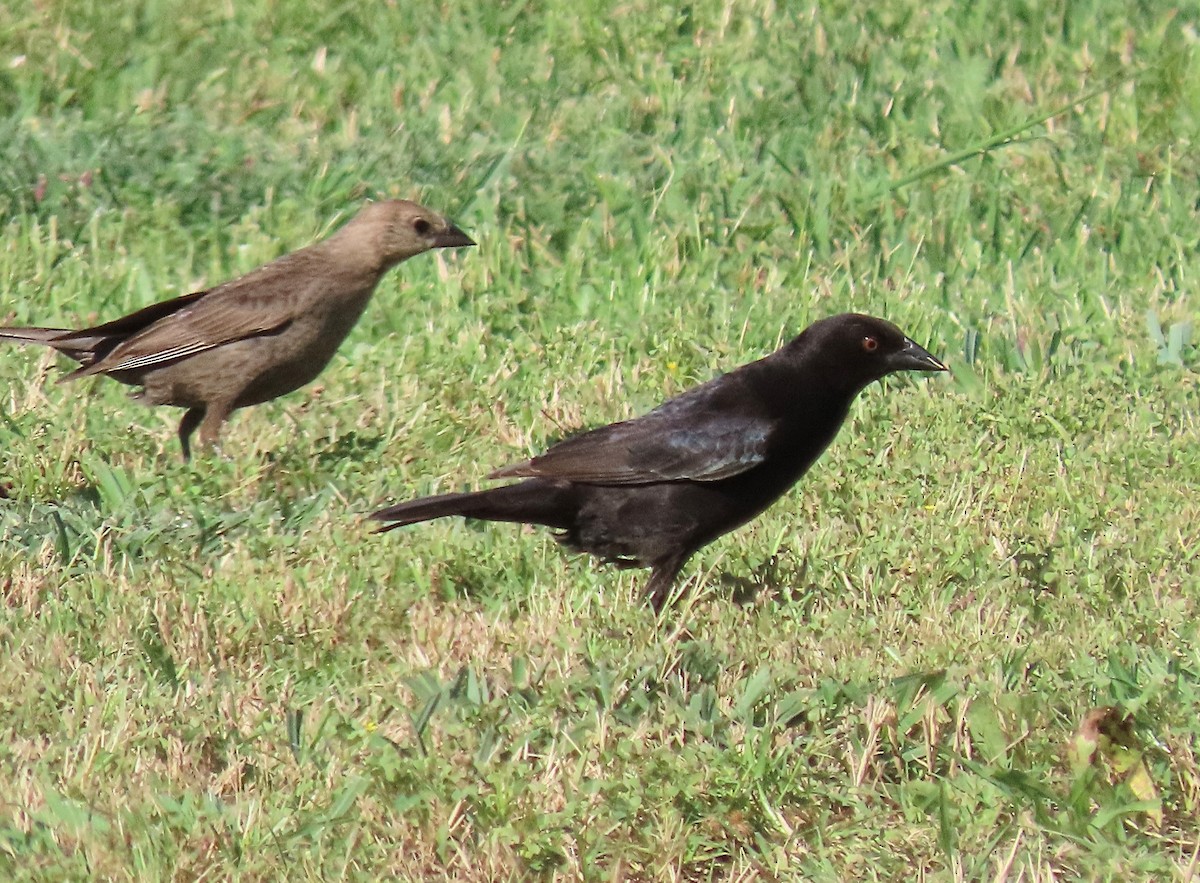 Bronzed Cowbird - ML620304256