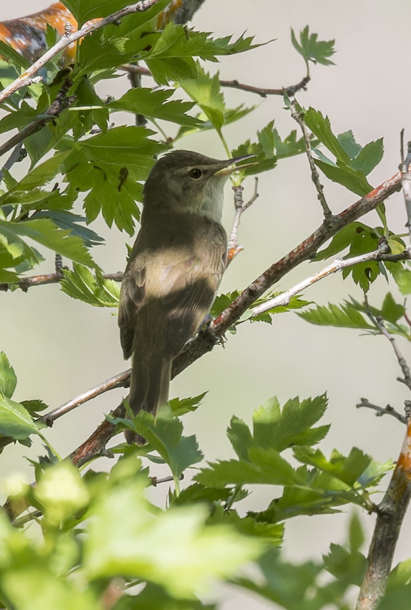 Blyth's Reed Warbler - ML620304259