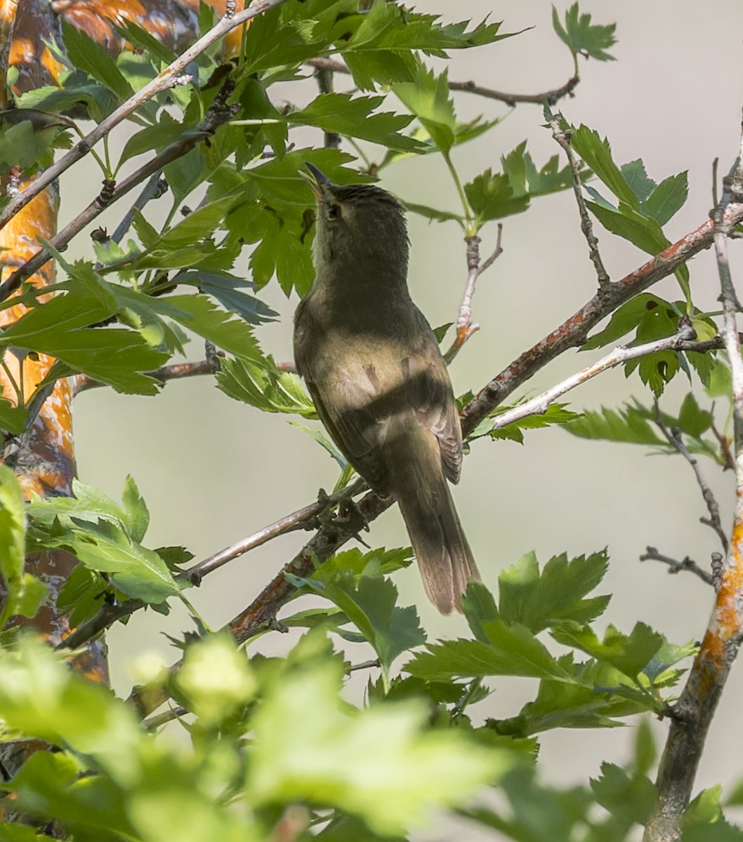 Blyth's Reed Warbler - ML620304262