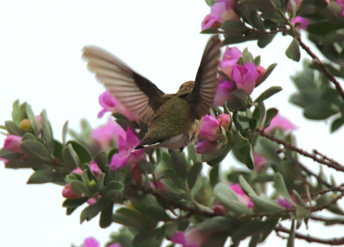 Black-chinned Hummingbird - ML620304263