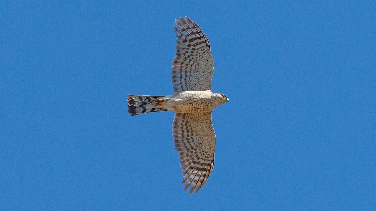 Sharp-shinned Hawk - ML620304266