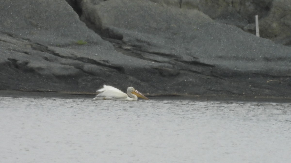 pelikán severoamerický - ML620304268