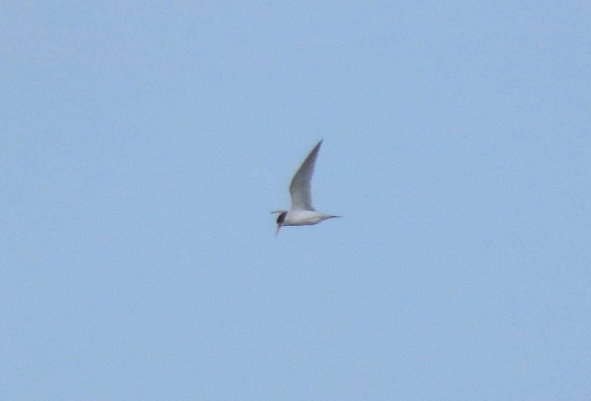 Least Tern - ML620304270