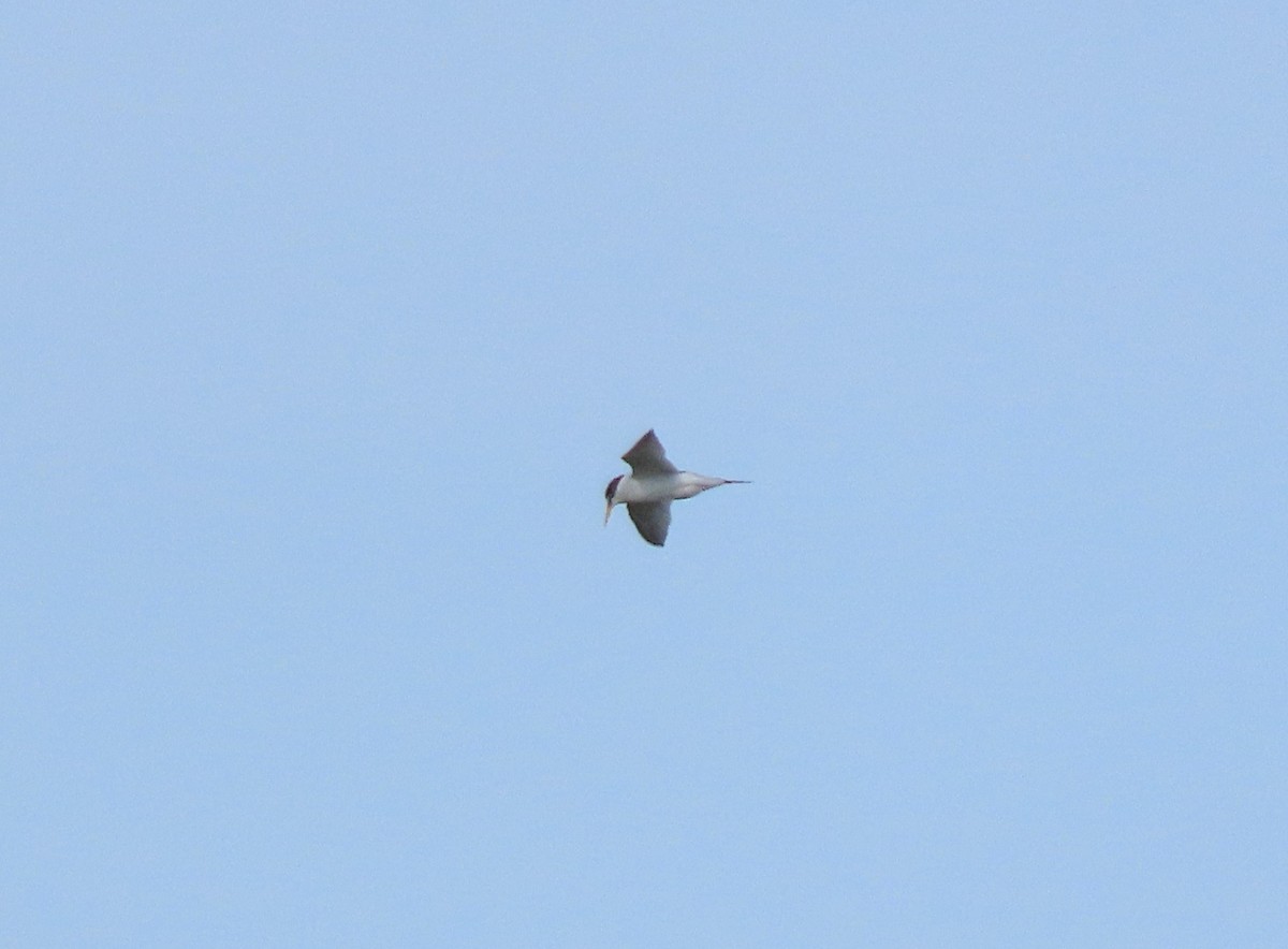 Least Tern - ML620304271