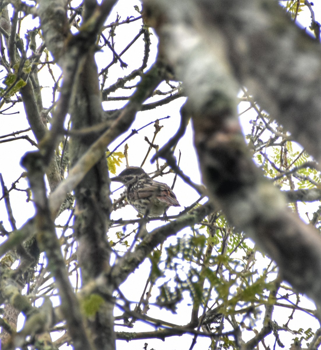 Streaked Flycatcher - ML620304278