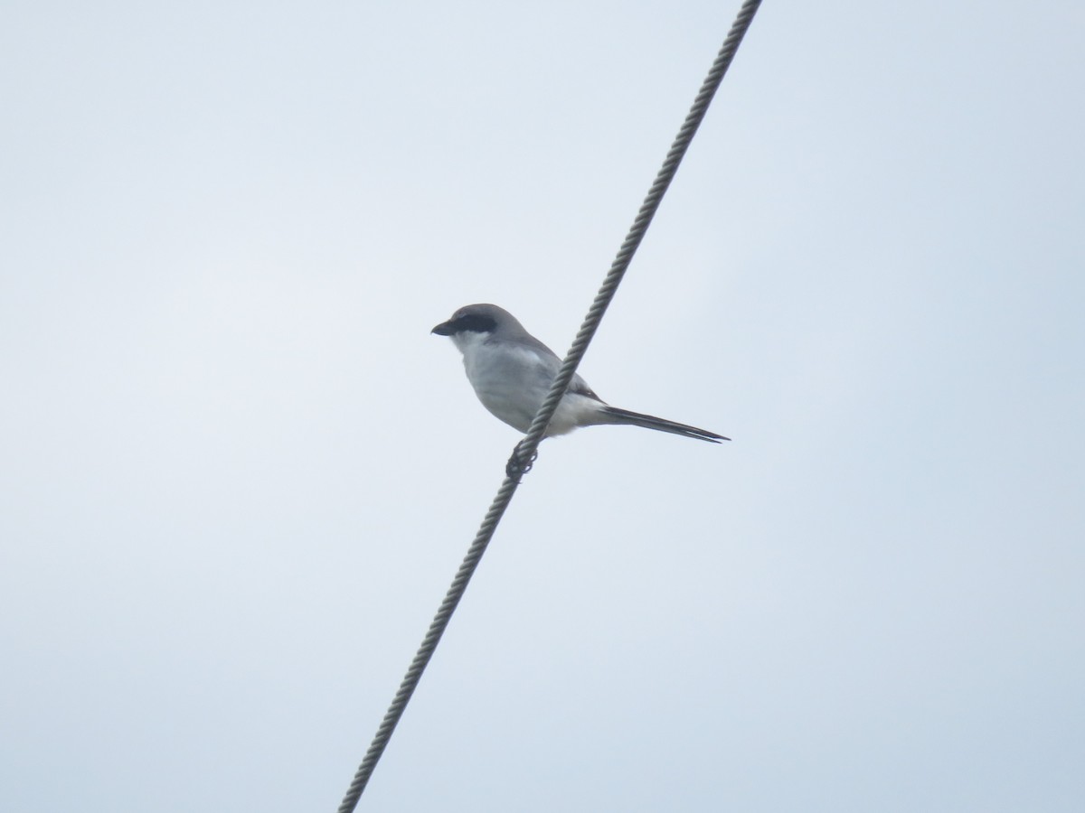 Loggerhead Shrike - ML620304286