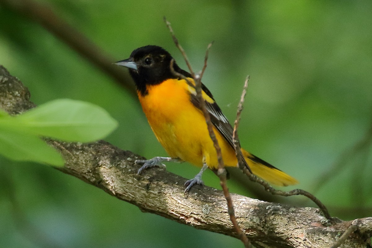 Baltimore Oriole - ML620304291