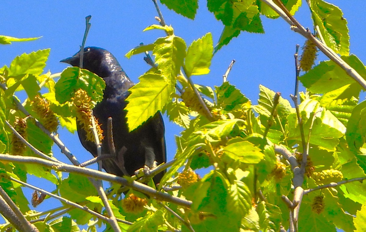 Purple Martin - ML620304292