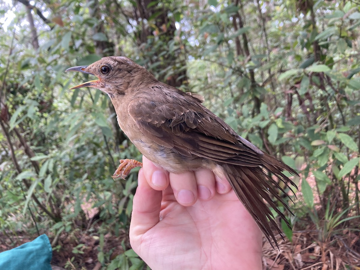 Black Thrush - ML620304296