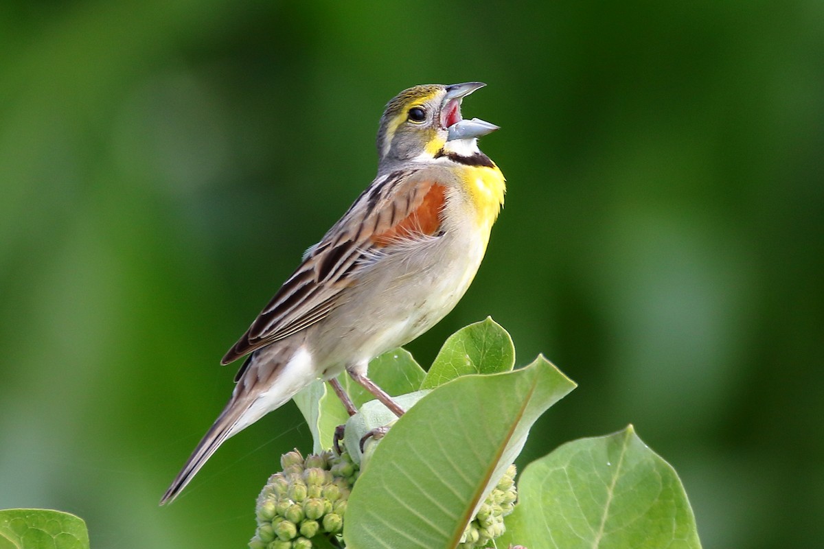 Dickcissel d'Amérique - ML620304303