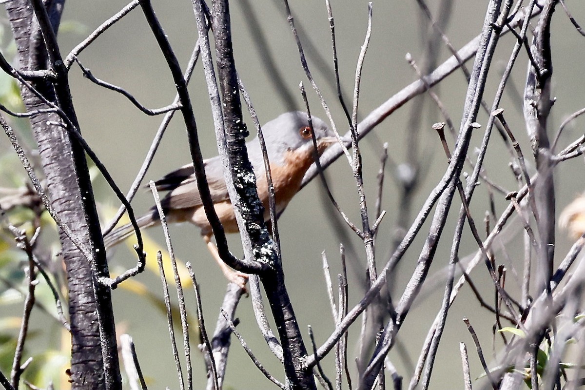 Western Subalpine Warbler - ML620304307