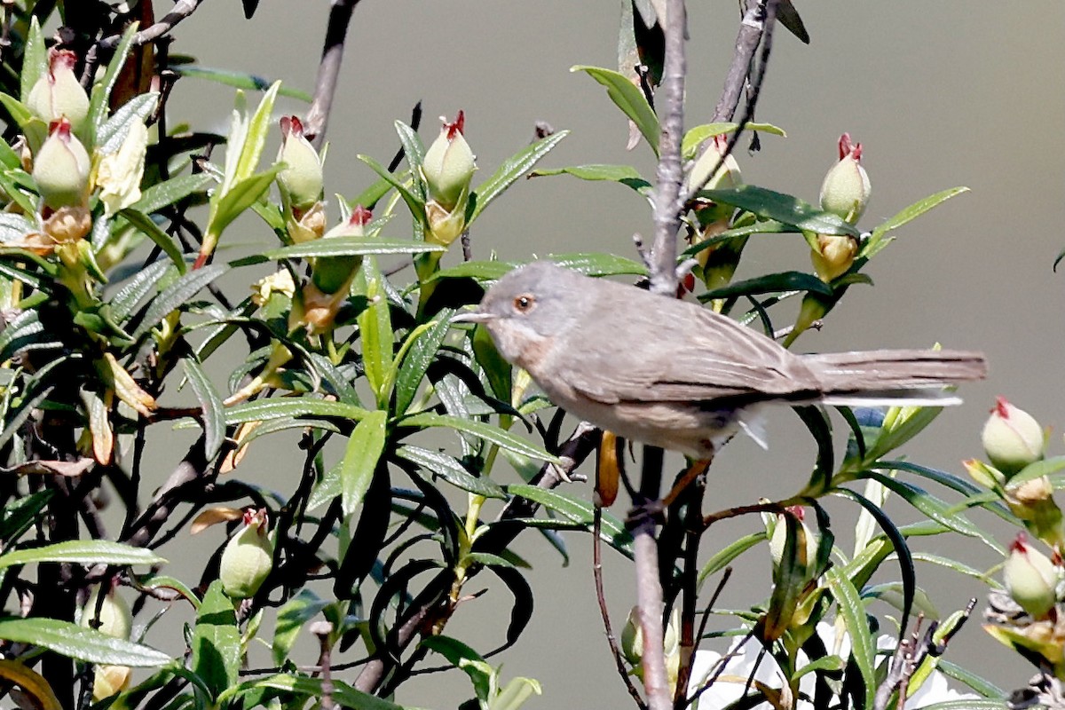 Dartford Warbler - ML620304311