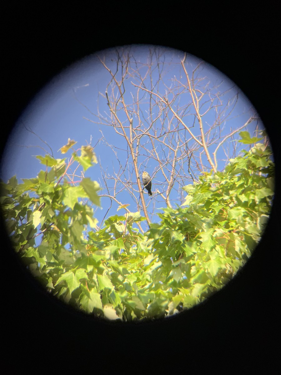 Red-winged Blackbird - ML620304330