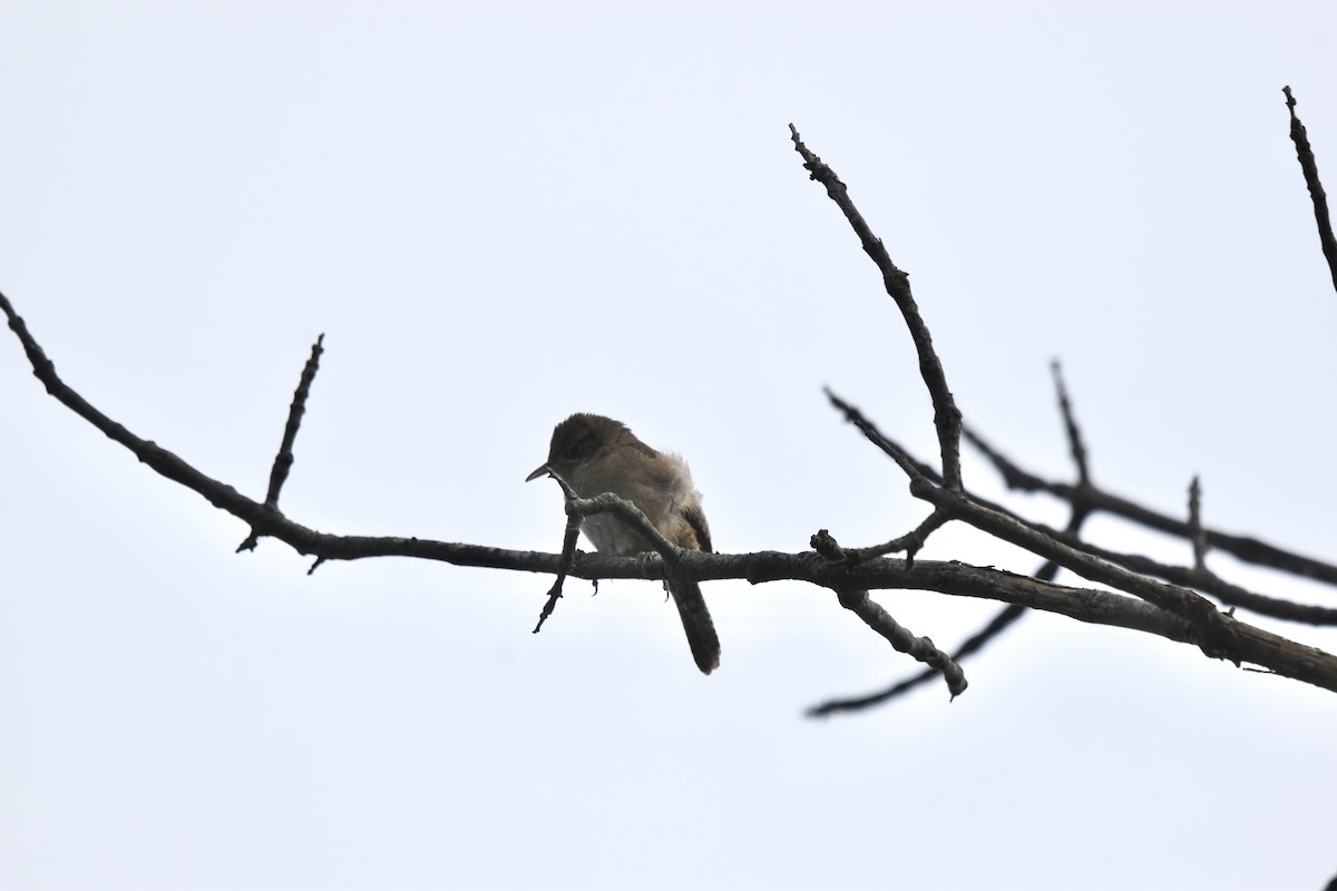 House Wren - ML620304336