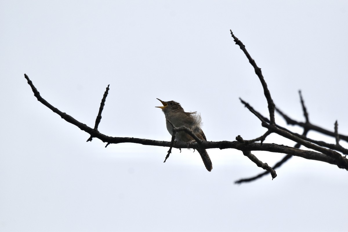 House Wren - ML620304340