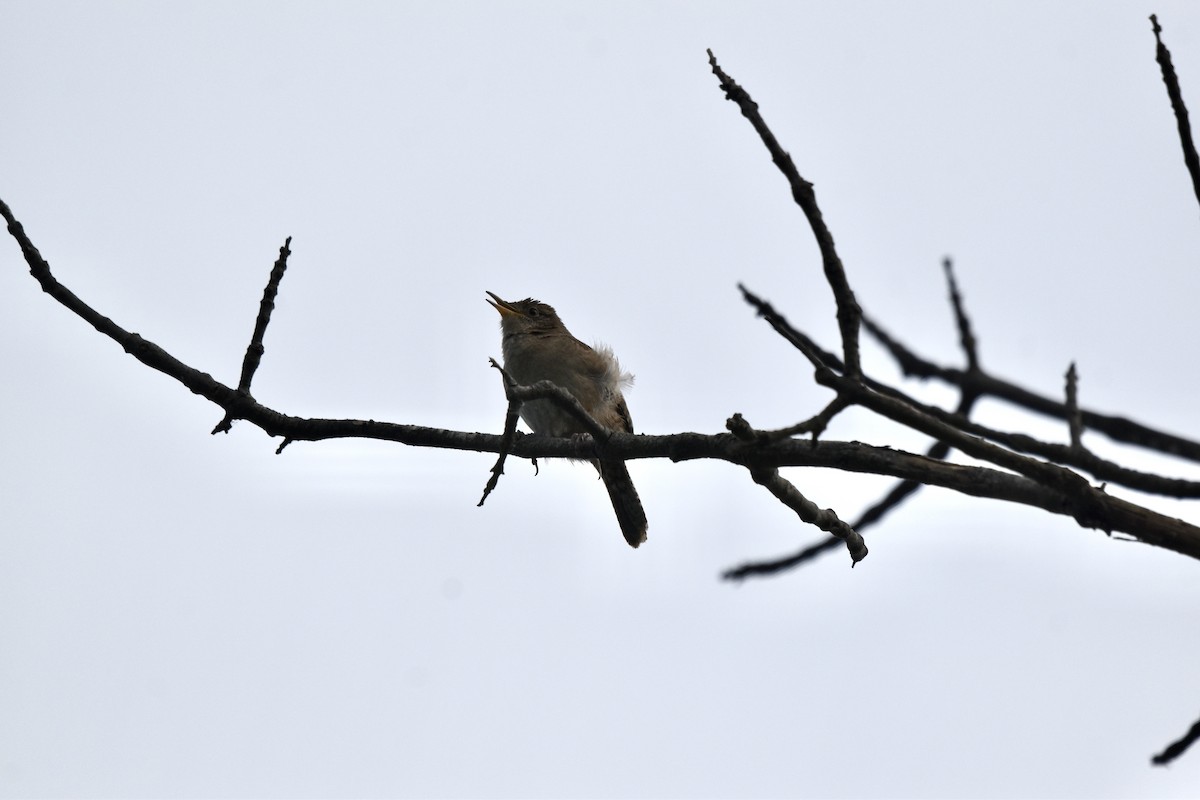 House Wren - ML620304342