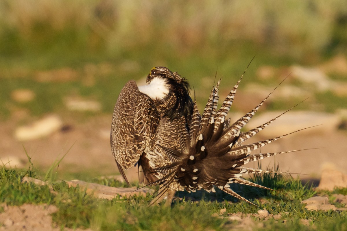 Gunnison Sage-Grouse - ML620304347