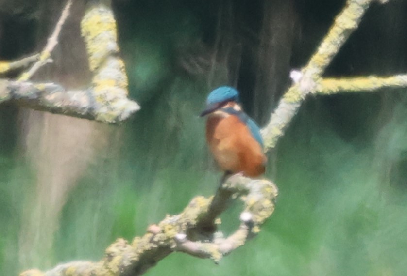 Common Kingfisher - ML620304349