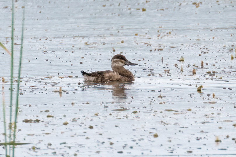 Ruddy Duck - Brett Hoffman