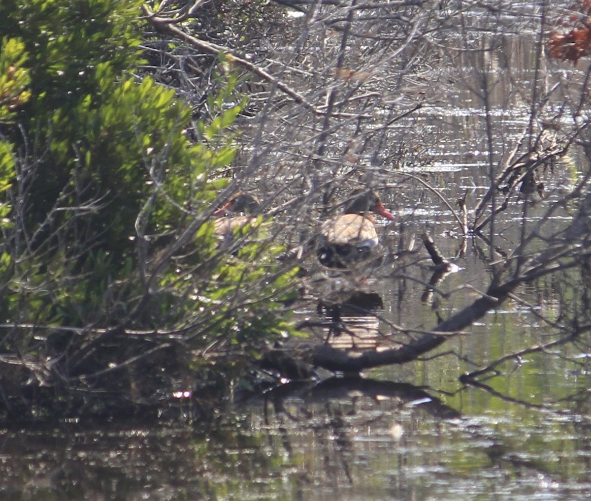 Black-bellied Whistling-Duck - ML620304371