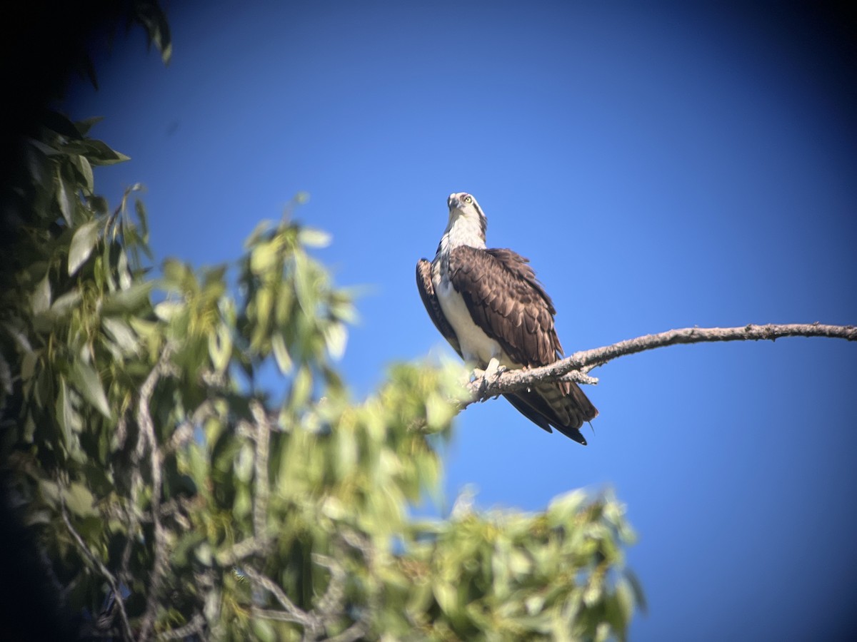 Osprey - ML620304375