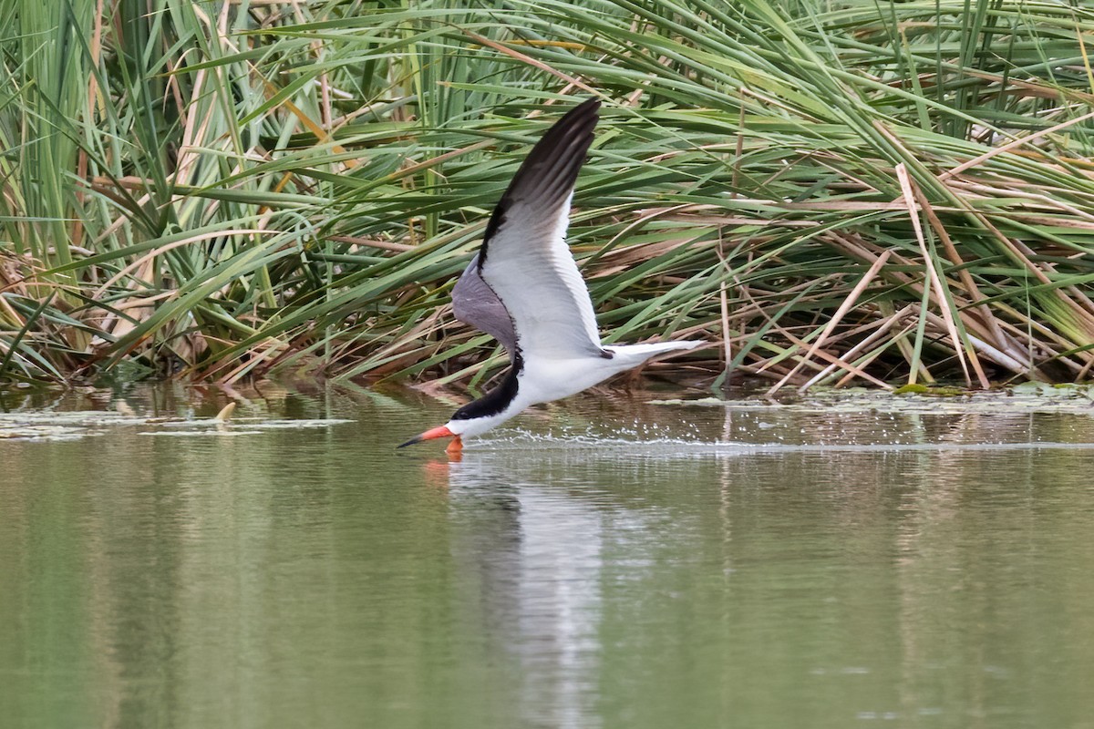 Black Skimmer - ML620304380