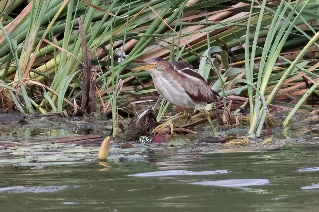 Least Bittern - ML620304391